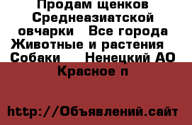 Продам щенков Среднеазиатской овчарки - Все города Животные и растения » Собаки   . Ненецкий АО,Красное п.